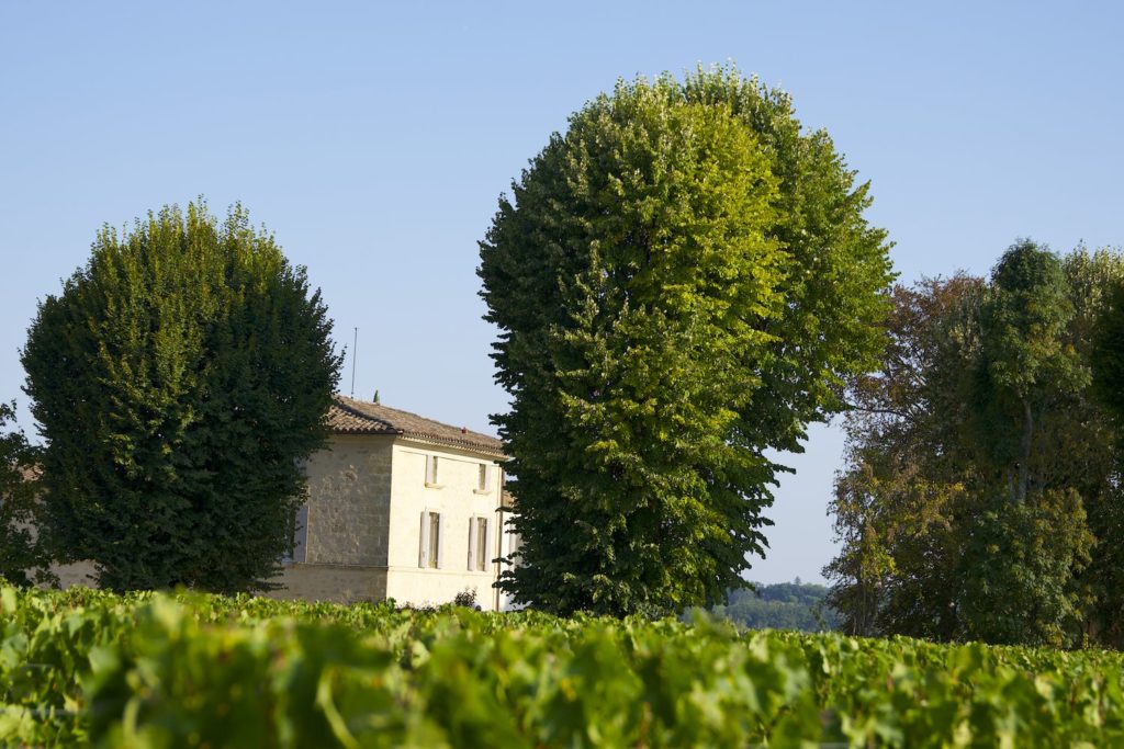 Parcelle de vigne du Château Valandraud